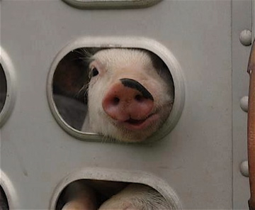 Porco sendo transportado para o abate. Foto: Toronto Pig Save