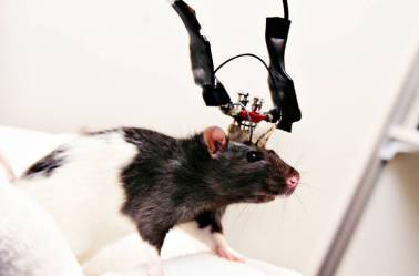 Nicolelis produz lesões cerebrais em animais, no intuito de obter um “modelo” para o Parkinson.