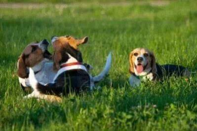 foto atual beagles
