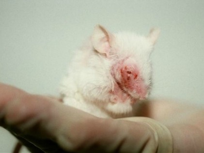Dinheiro investido em pesquisa animal contra o câncer é uma perda de recursos inegável.
