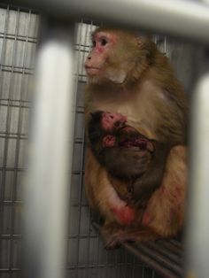 Além da preocupação ética, aspectos técnicos deixam claro que precisamos abandonar as pesquisas com animais.