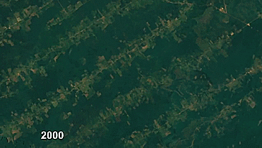 Desmatamento da Amazonia