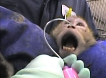 16-monkey-animal-testing-lab