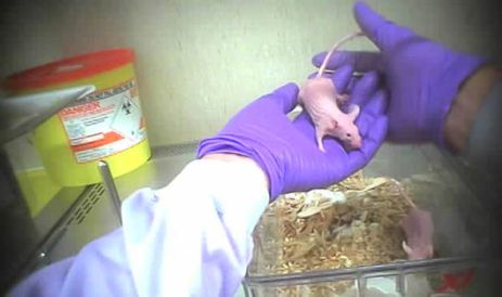 Ratos, como esses da imagem, foram irradiados com o objetivo de verificar se as bactérias probióticas afetam o envelhecimento.