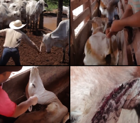 Fazendeiros da JBS espancam animais. (Imagem: Reprodução)