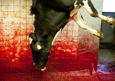 Vaca sendo abatida em matadouro dinamarquês. Katie Currid/2011.