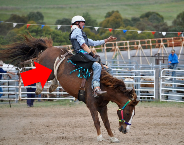 PULA BOI, PULA CAVALO: Country Bulls resgatará tradição das montarias em  cavalos